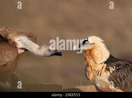 Lammergeier / Avvoltoio con barba - adulti con grifone Foto Stock