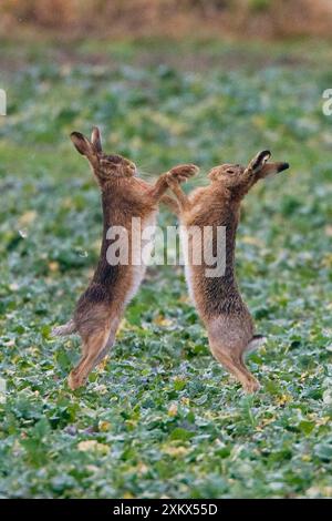 Brown Hares - due pugilati Foto Stock