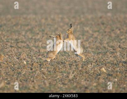 Brown Hare - pugilato maschile nel tentativo di mantenere Foto Stock