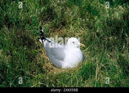 Gabbiano comune - incubazione Foto Stock