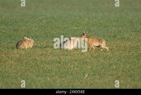 Brown Hare - baci Foto Stock