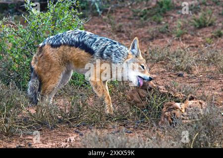 Giubbotto con schienale nero - scavare su una carrozza Foto Stock