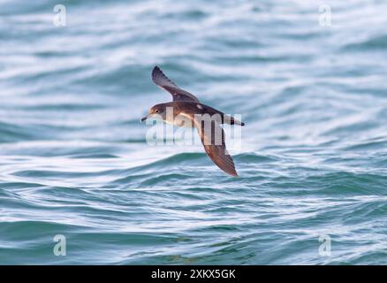 Balearic Shearwater - in volo sul mare Foto Stock