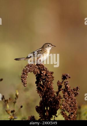 Zitting cisticola / Warbler a coda di ventaglio striato Foto Stock