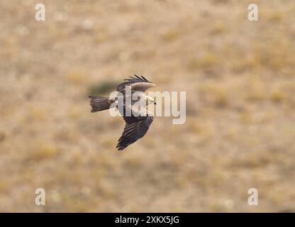 Black Kite - giovani in migrazione Foto Stock