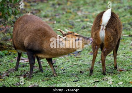 Muntjac Deer - uomini e donne pronti ad accoppiarsi Foto Stock