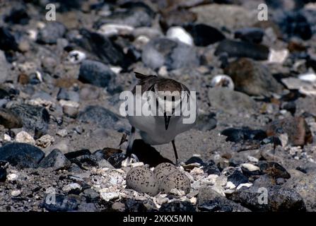 Kentish / Snowy PLOVER - sistemarsi sul nido Foto Stock