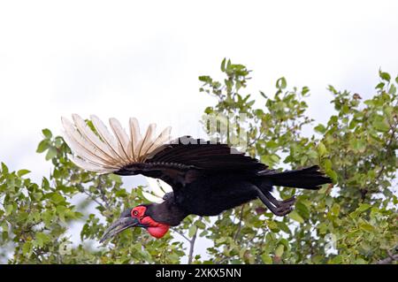 Southern Ground Hornbill - in volo Foto Stock