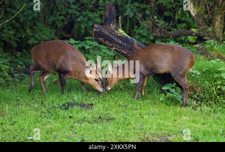 Muntjac / cervo cortecciato - maschio e femmina insieme Foto Stock