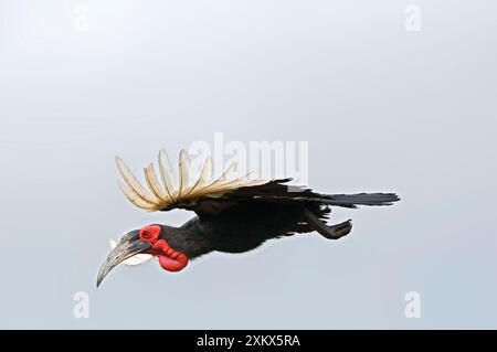 Southern Ground Hornbill - in volo Foto Stock