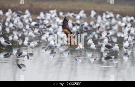 Red Kite - in volo alla ricerca di cibo tra Foto Stock