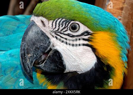 Blue e Yellow Macaw - aree boschive del sud Foto Stock