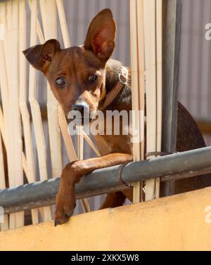 Cane - si affaccia sulla strada dal patio del primo piano Foto Stock