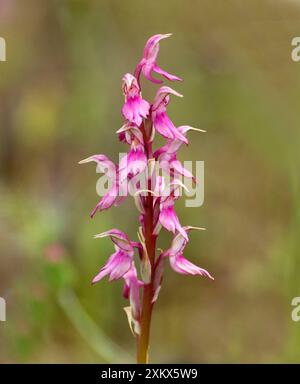 Santa Orchidea Foto Stock