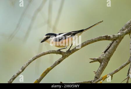 Shrike mascherato - maschio arroccato sul ramo dell'olivo Foto Stock