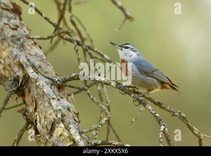 Kruper's Nuthatch - su Pine Tree Foto Stock