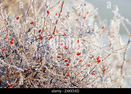 Frutti di bosco/rosa fianchi - Rosa selvatica in siepe, ricoperta di ghiaccio. Foto Stock