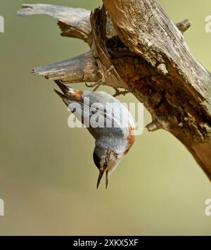 Kruper's Nuthatch - rivolto verso il basso - su Pine Tree Foto Stock