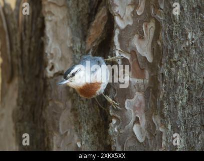 Kruper's Nuthatch - su Pine Tree Foto Stock