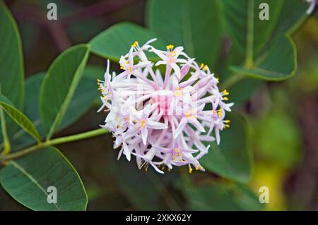 Albero di Pompone - fiore - giardino decorativo e popolare Foto Stock