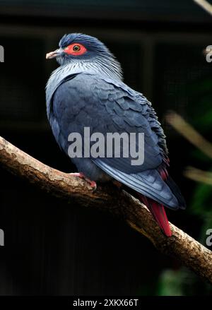 Madagascar Blue Pigeon Foto Stock