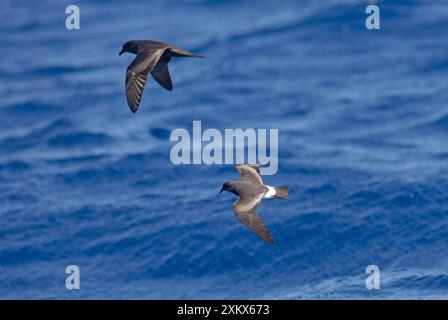 Bulwer's Petrel e Madeiran Storm-Petrel (Oceanodroma Foto Stock