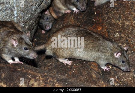 Marrone / comune / Ratto norvegese Foto Stock