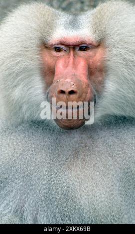 Sacred Baboon - adulto maschio Foto Stock