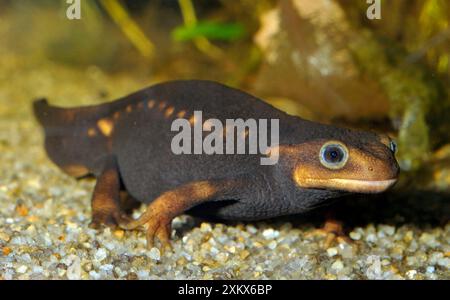 L'Himalayan Crocodile Newt Foto Stock