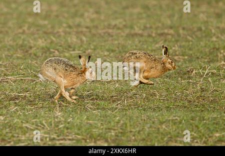 Brown Hares - corsa dall'altra parte del campo - febbraio Foto Stock