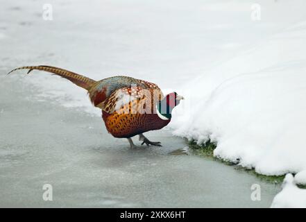 Pheasant - maschio che beve dal laghetto ghiacciato - febbraio Foto Stock