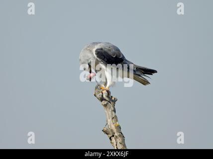 Aquilone alato nero / aquilone con spalle nere - mangiare Foto Stock