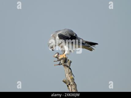 Aquilone alato nero / aquilone con spalle nere - mangiare Foto Stock