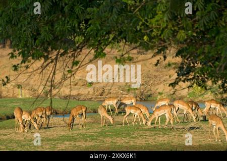 Impala - pascolo di mandrie su erba sparsa prodotta Foto Stock