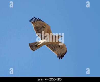 Bonelli's Eagle - giovane in volo - ottobre Foto Stock