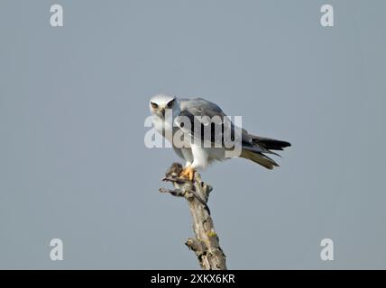 Aquilone alato nero / aquilone con spalle nere - mangiare Foto Stock