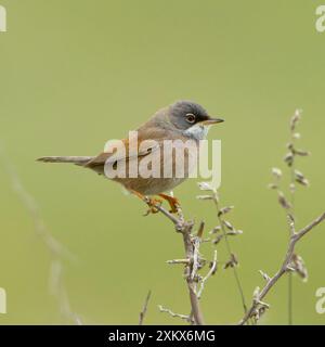 Spectacled Warbler - uomo - marzo Foto Stock