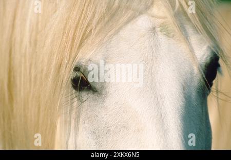 Camargue Horse - primo piano del viso Foto Stock