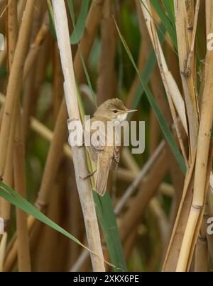 Reed Warbler - in letto di canne - maggio Foto Stock