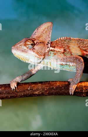 Chameleon velato. Yemen e Arabia Saudita. Foto Stock