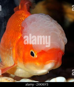 Pesce rosso . Varietà Oranda. Foto Stock