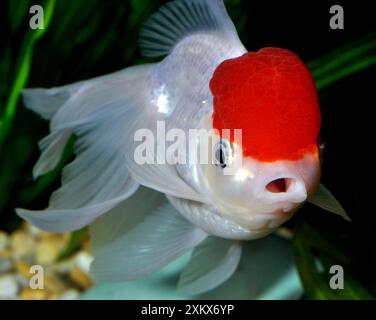 Pesce rosso. Varietà Red Cap Oranda. Foto Stock