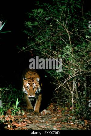 Bengala / Tigre indiana in avvicinamento dall'oscurità Foto Stock