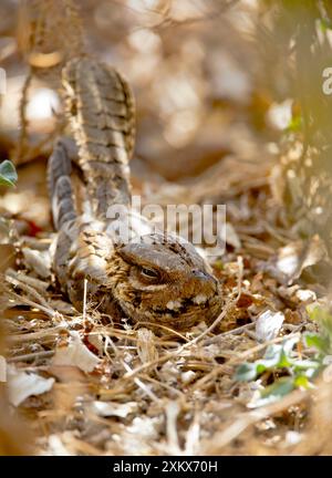 Nightjar dal collo rosso in roost Foto Stock