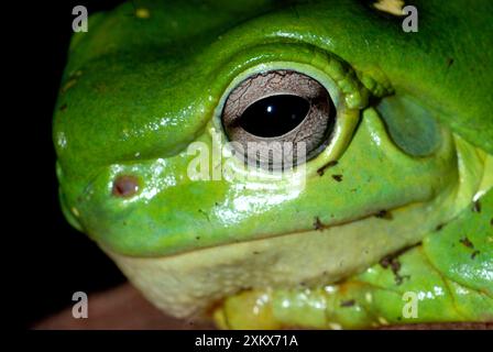 Magniificent / Splendid Tree Frog. Kimberley Foto Stock