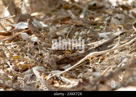 Nightjar dal collo rosso in roost Foto Stock