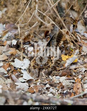 Nightjar dal collo rosso in roost Foto Stock