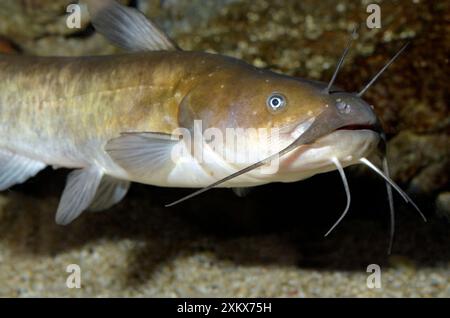 Pesce gatto Wels / pesce pastello Foto Stock