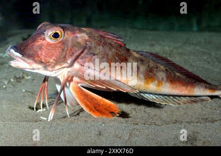 Atlantico orientale/Gurnard rossa Foto Stock