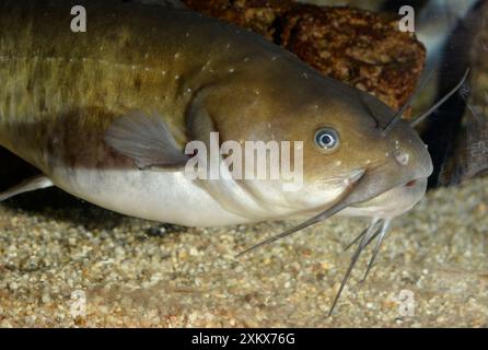 Pesce gatto Wels / pesce pastello Foto Stock